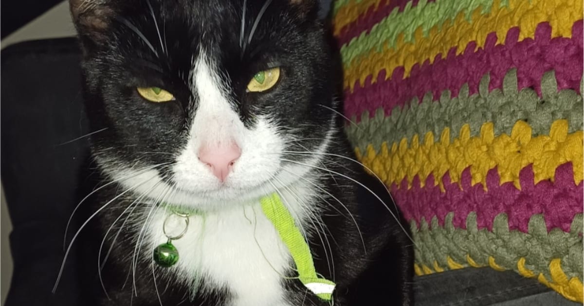 Heb jij Figaro gezien? Dit huisdier wordt in Kapelle vermist