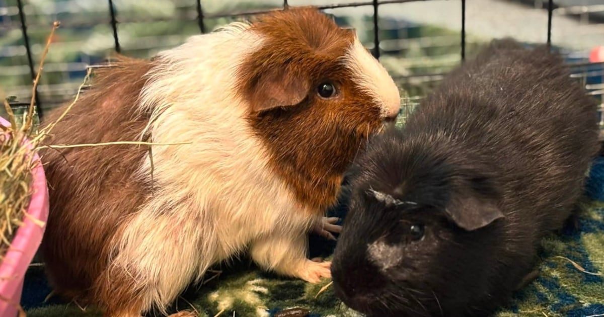 Vier op straat gedumpte cavia’s met schurft gered door Vlaardings dierencentrum