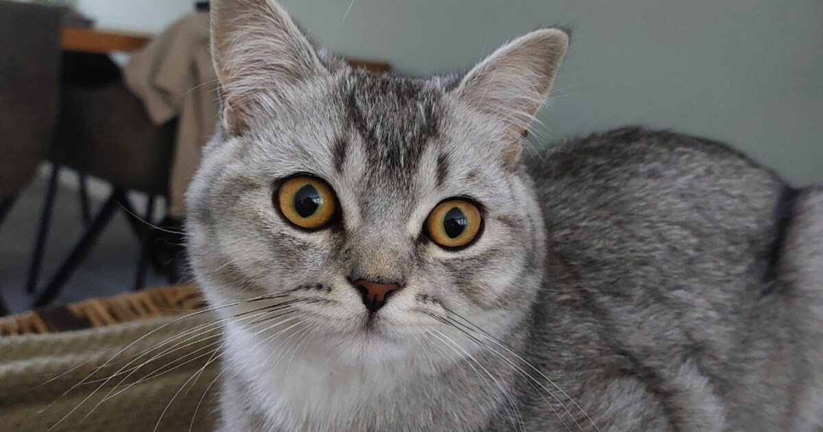 Heb jij Guus gezien? Dit huisdier wordt in Alphen-Chaam vermist