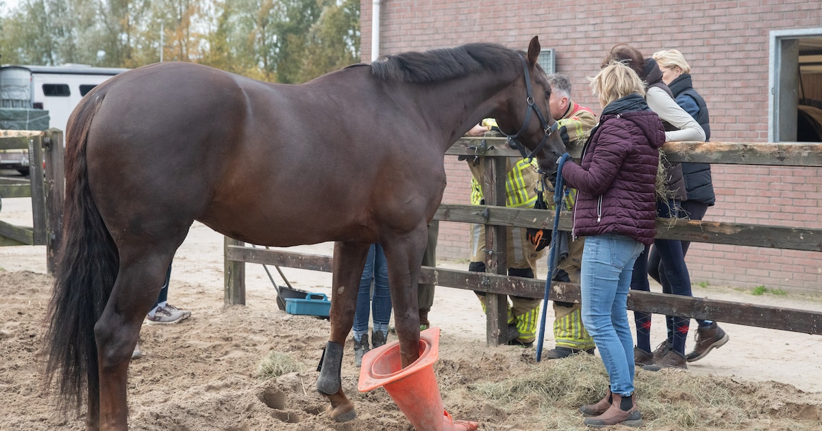 Paard met pylon aan been moet door veearts en brandweer worden bevrijd