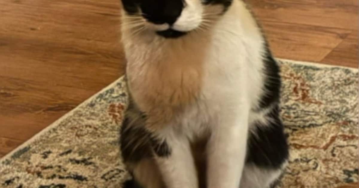 Vermiste kat Drakie na 4,5 jaar herenigd met eigenaar: 'Een hereniging die ons allemaal raakte'