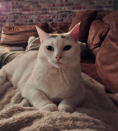 Heb jij Ivy, Fons of Dotje gezien? Deze vier huisdieren worden in Kampen vermist