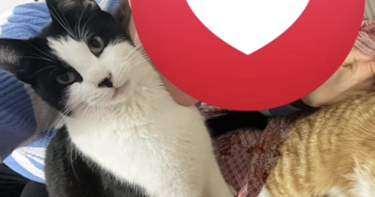 Heb jij Tommy gezien? Dit huisdier wordt in Bunschoten-Spakenburg vermist