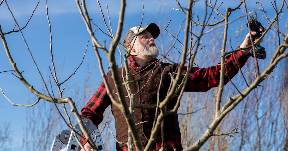 Snoeiafval inleveren? Takkenbrengdag in Roden en Norg
