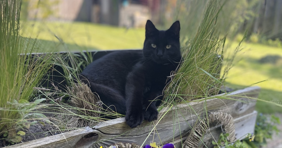 Heb jij Zorro gezien? Dit huisdier wordt in Castricum vermist