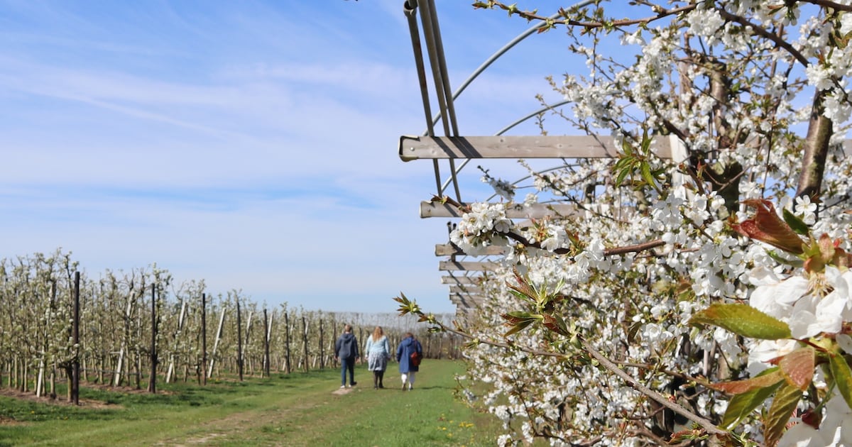 Fruitboomgaard in Rha opent voor wandelaars