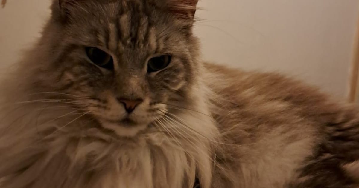 Heb jij Sam of Miep gezien? Deze twee huisdieren worden in Bloemendaal vermist