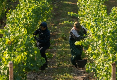 Forget the Moselle or Alsace: this vineyard is really close to Haarlem