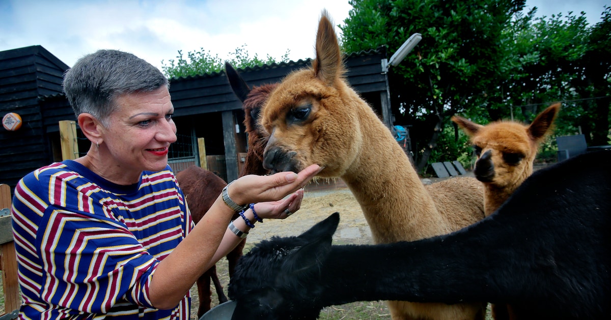 In Westmaas kun je lunchen tussen de alpaca's