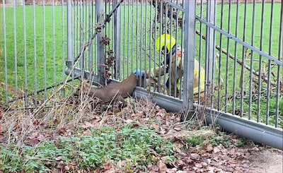 Ree in nood, vrijwillige brandweer schiet te hulp
