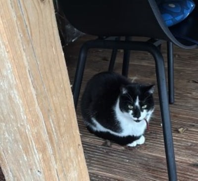 Heb jij Nox of Mushu gezien? Deze twee huisdieren worden in Veenendaal vermist