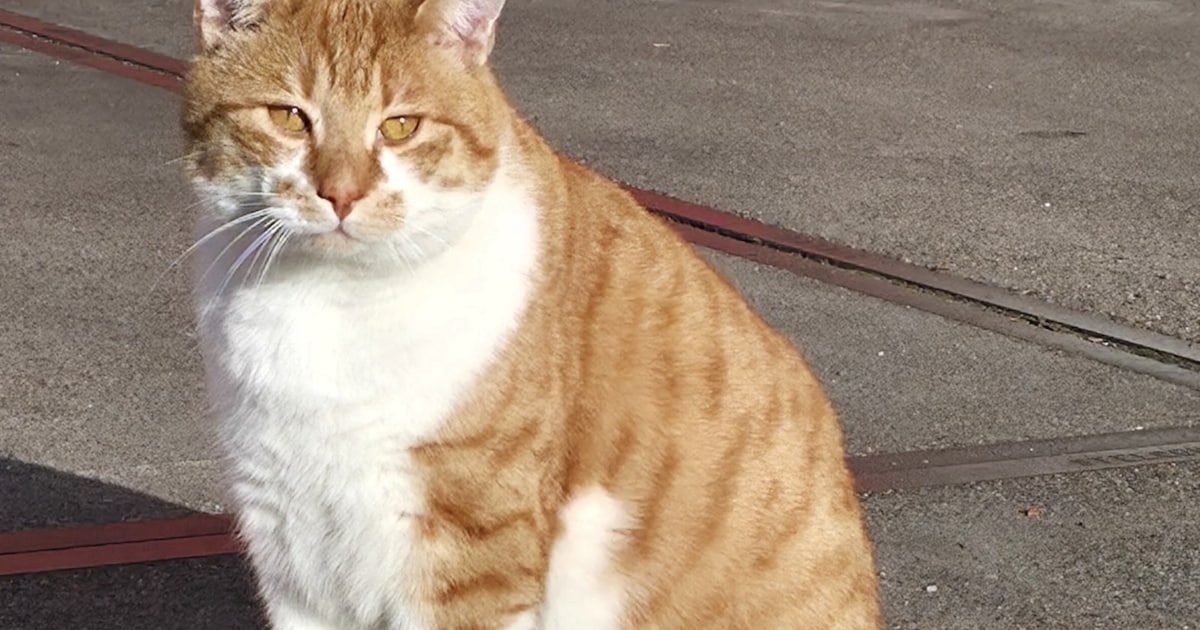 Heb jij Lucky gezien? Dit huisdier wordt in Dongen vermist