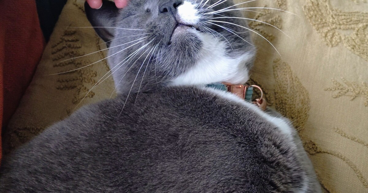 Heb jij Bo of Gijs gezien? Deze twee huisdieren worden in Overbetuwe vermist