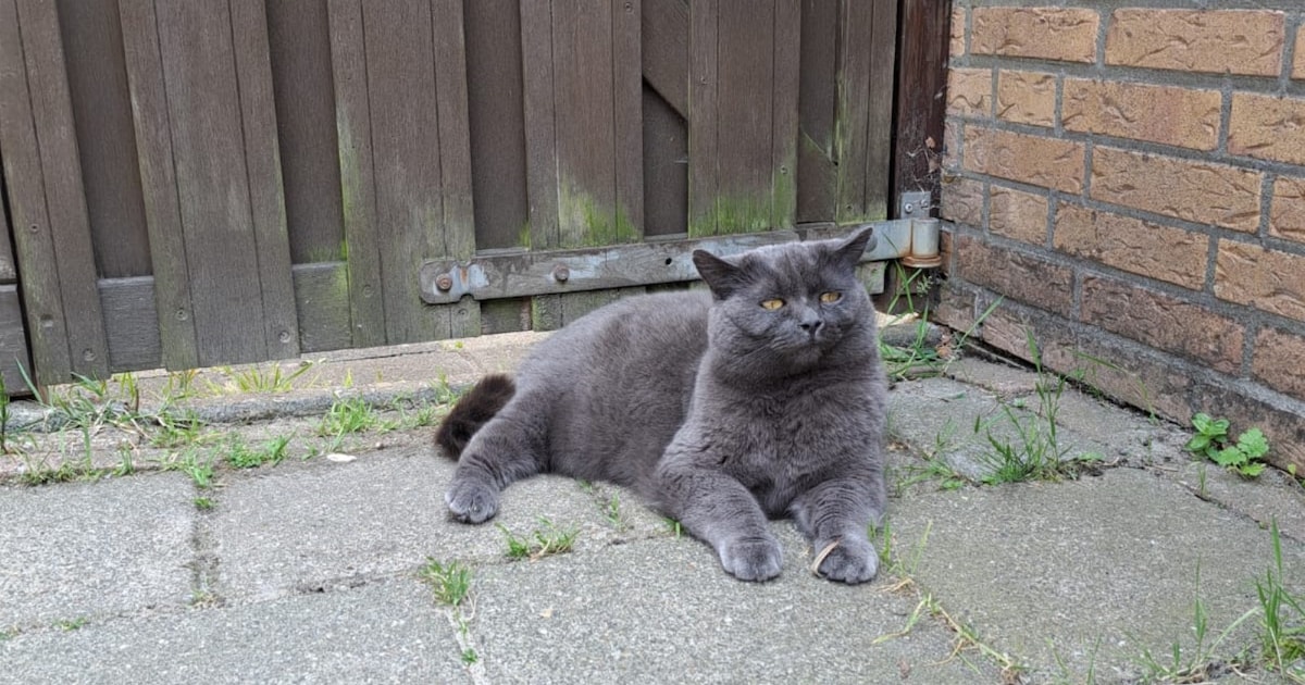 Heb jij Floki, Teun of Win gezien? Deze drie huisdieren worden in Katwijk vermist