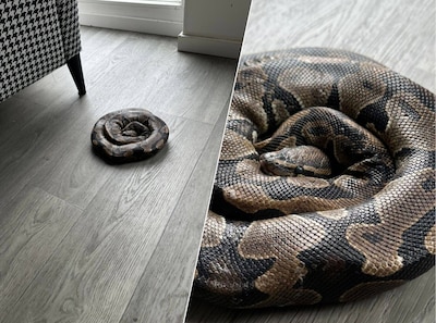 Tweedehands bank levert Bornenaar bizarre vondst op: een lange opgerolde slang