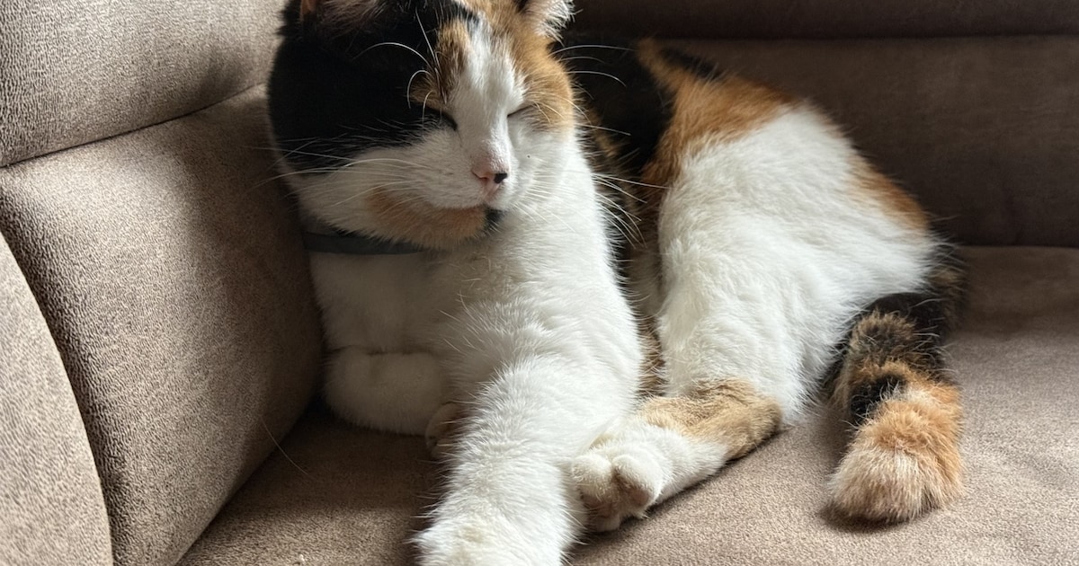 Heb jij Amigo of Penny gezien? Deze twee huisdieren worden in Landgraaf vermist