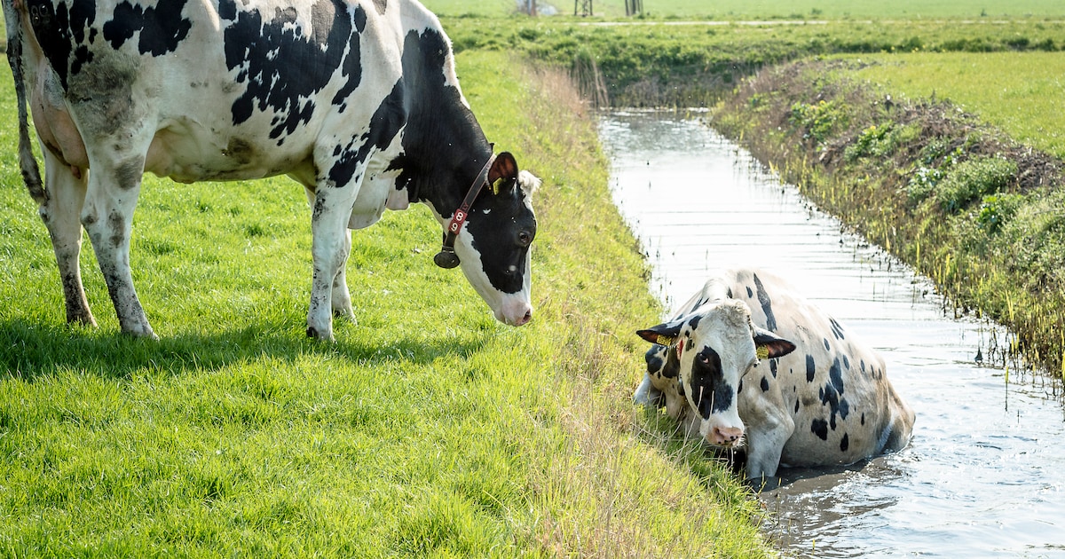 Jonge koeien mogen voor het eerst de wei in en belanden in de sloot: ‘Kennen water alleen uit drinkb