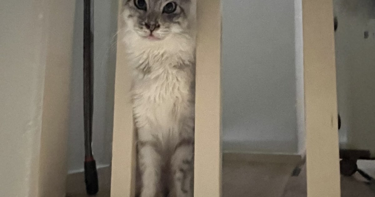 Heb jij Feetje gezien? Dit huisdier wordt in Pekela vermist