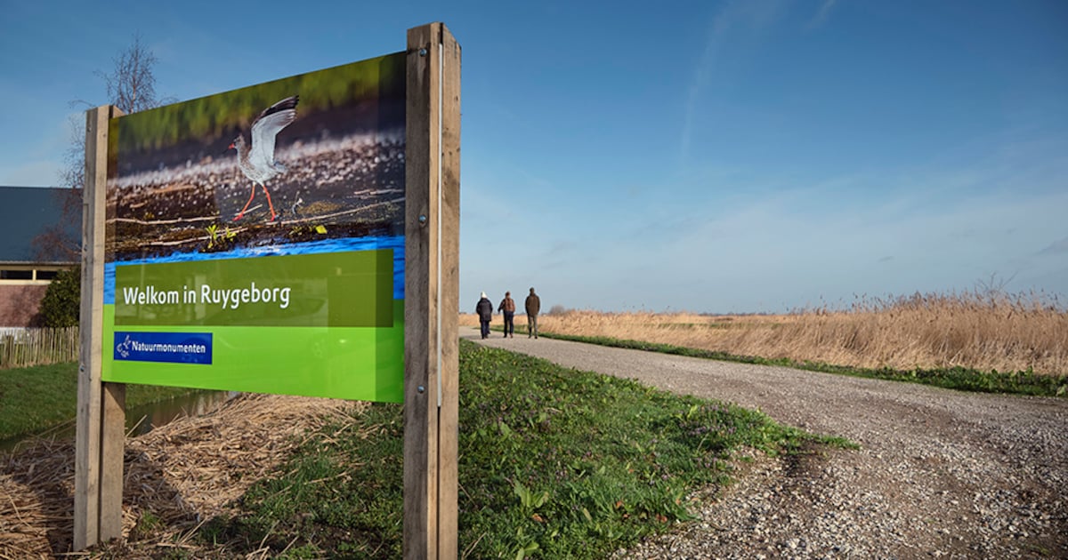 Oeverzwaluw aan onderdak geholpen in het Nieuwkoopse natuurgebied Ruygeborg