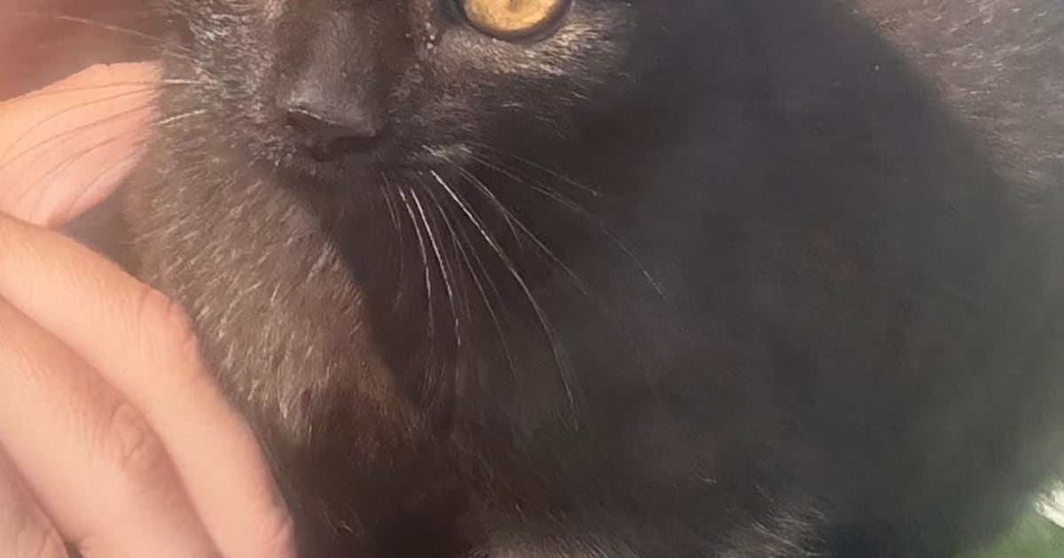 Heb jij Luna of Mientje gezien? Deze twee huisdieren worden in Reimerswaal vermist