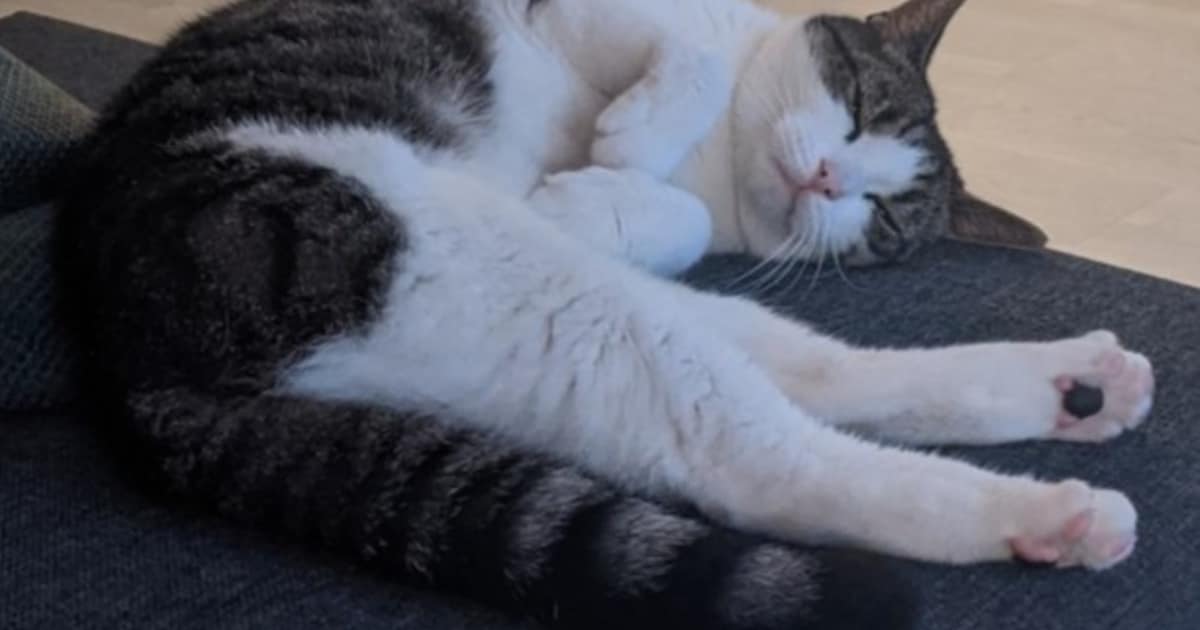 Heb jij Romeo gezien? Dit huisdier wordt in Noordenveld vermist