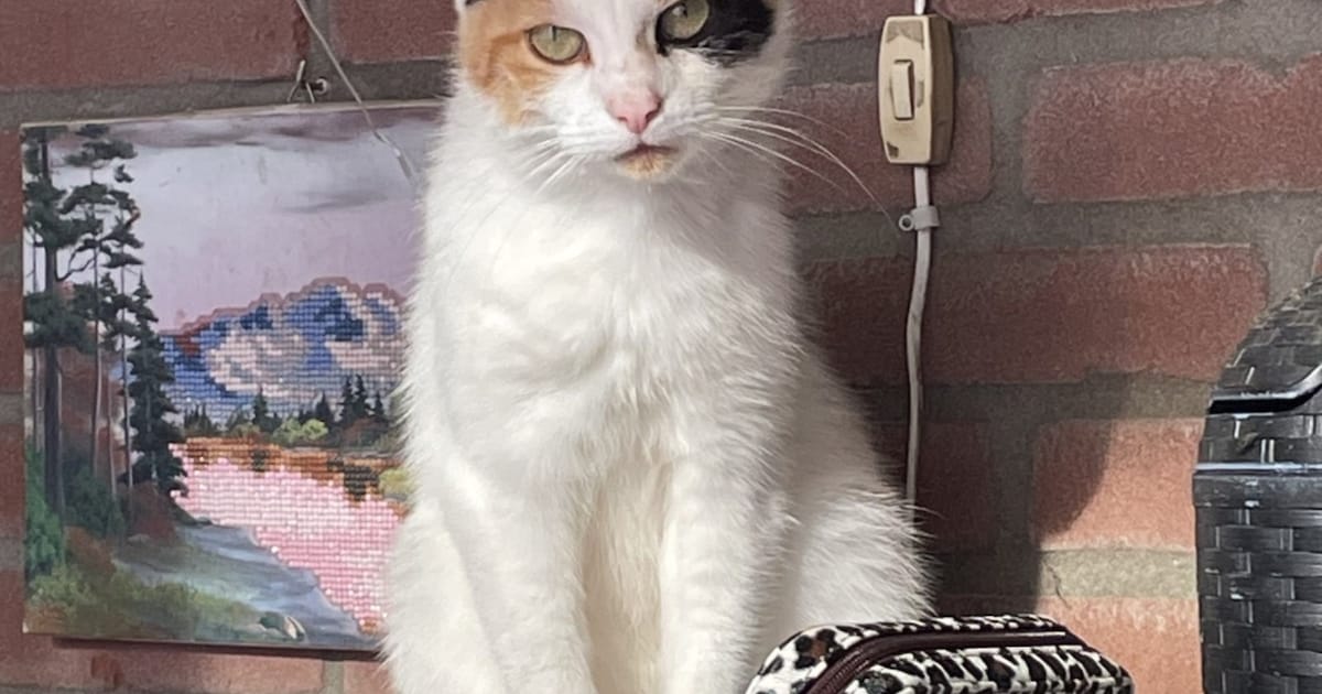 Heb jij Minoes gezien? Dit huisdier wordt in Borger-Odoorn vermist