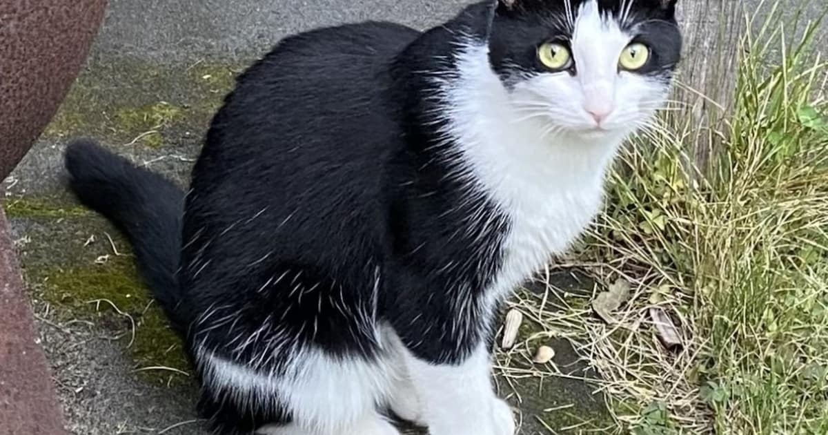 Heb jij Gordi gezien? Dit huisdier wordt in Goirle vermist