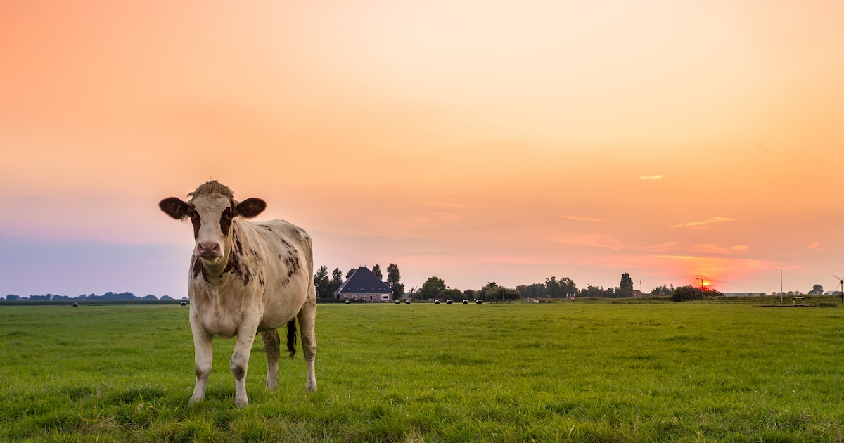Boeren aan de IJssel bij Olst laten zien hoe zij meer rekening houden met de natuur