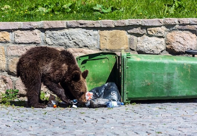 Oost-Europese landen willen jacht openen op bruine beer: ‘Richt veel meer schade aan dan wolf’