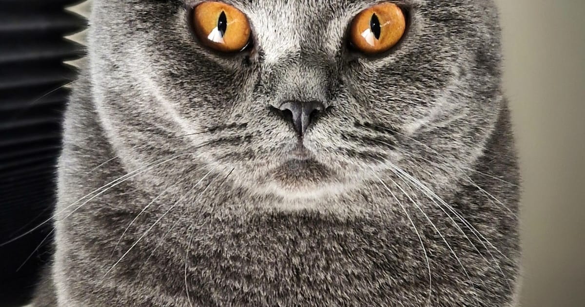 Heb jij Barry of Charlie gezien? Deze twee huisdieren worden in Hoogeveen vermist