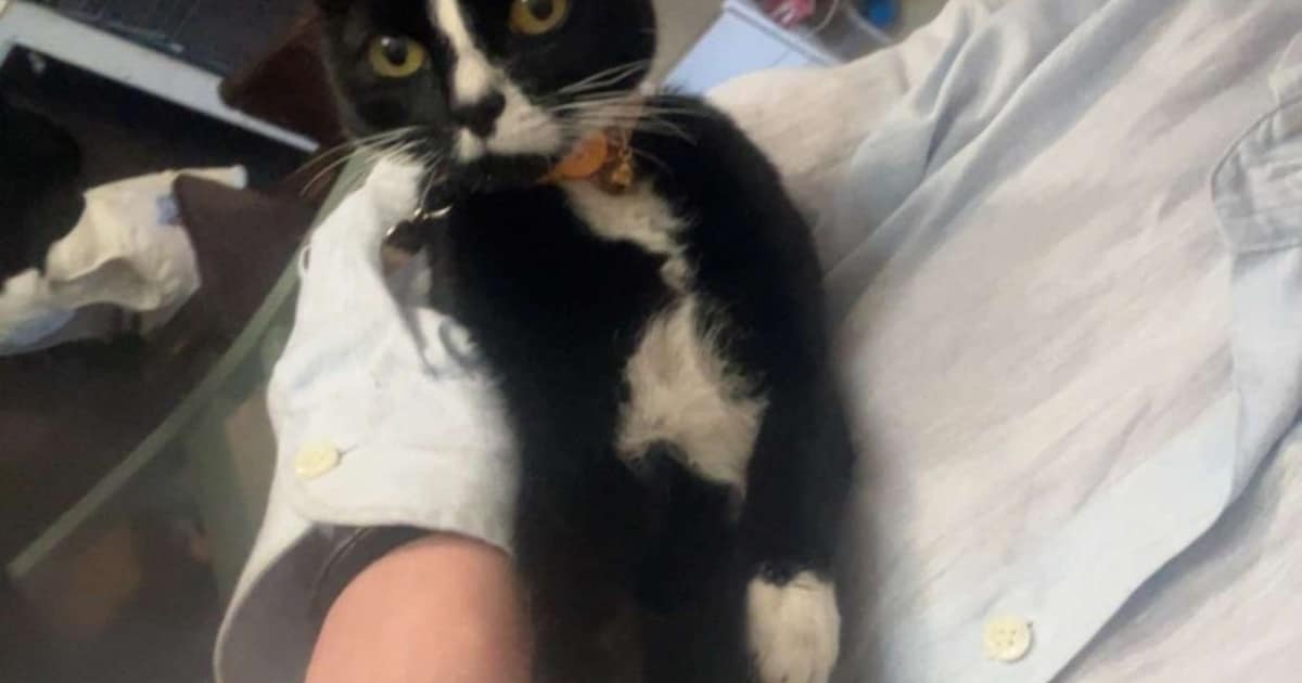 Heb jij Girly, Teddy of Vlinder gezien? Deze vier huisdieren worden in De Bilt vermist