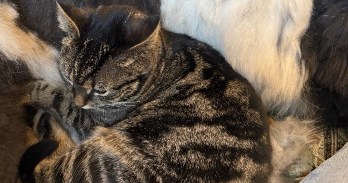 Heb jij Mia gezien? Dit huisdier wordt in Elburg vermist
