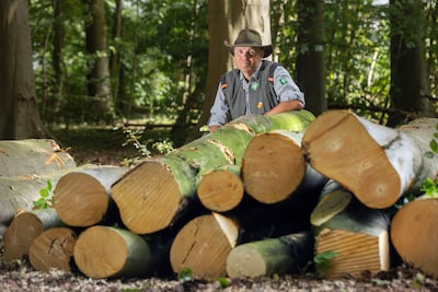 Driehonderd bomen in het Haagse Bos sneuvelen, zodat de overige beter tegen hitte en droogte kunnen