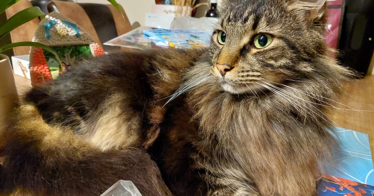 Heb jij Tony gezien? Dit huisdier wordt in Leiderdorp vermist