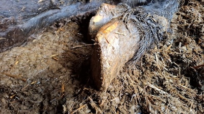 Eigenaar verwaarloost drie paarden in Westerwolde: twee zijn ingeslapen