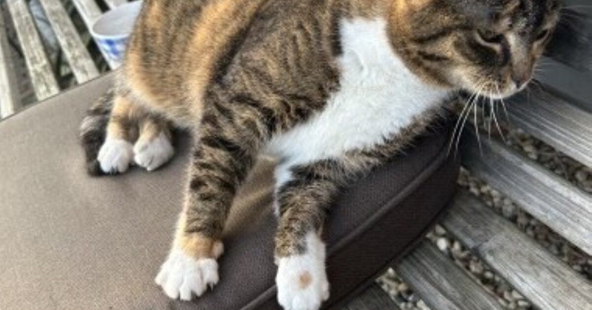 Heb jij Mick, Uk of Kia gezien? Deze drie huisdieren worden in Winterswijk vermist