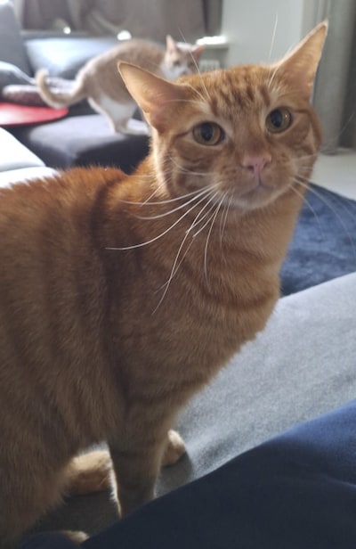 Heb jij Samurai Bob, Lucky of Spot gezien? Deze 10 huisdieren worden in Enschede vermist