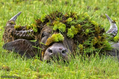 Van perfect getimede blik tot pure chaos: de leukste dierenfoto’s van 2026