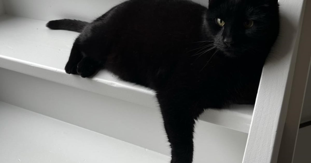 Heb jij Trek gezien? Dit huisdier wordt in Alblasserdam vermist