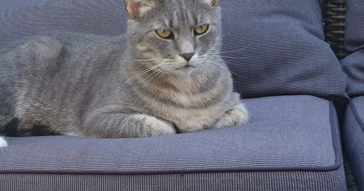 Heb jij Guus, Pémé of Beetje gezien? Deze drie huisdieren worden in Hoogeveen vermist