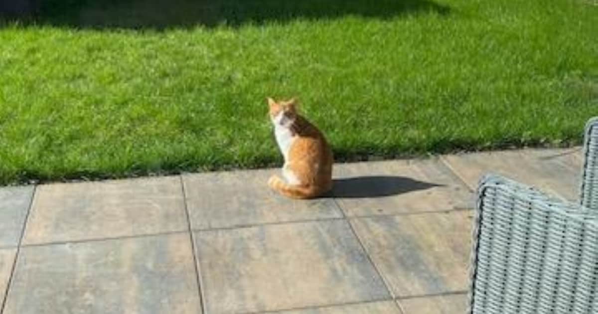 Heb jij Charlie gezien? Dit huisdier wordt in Bunnik vermist