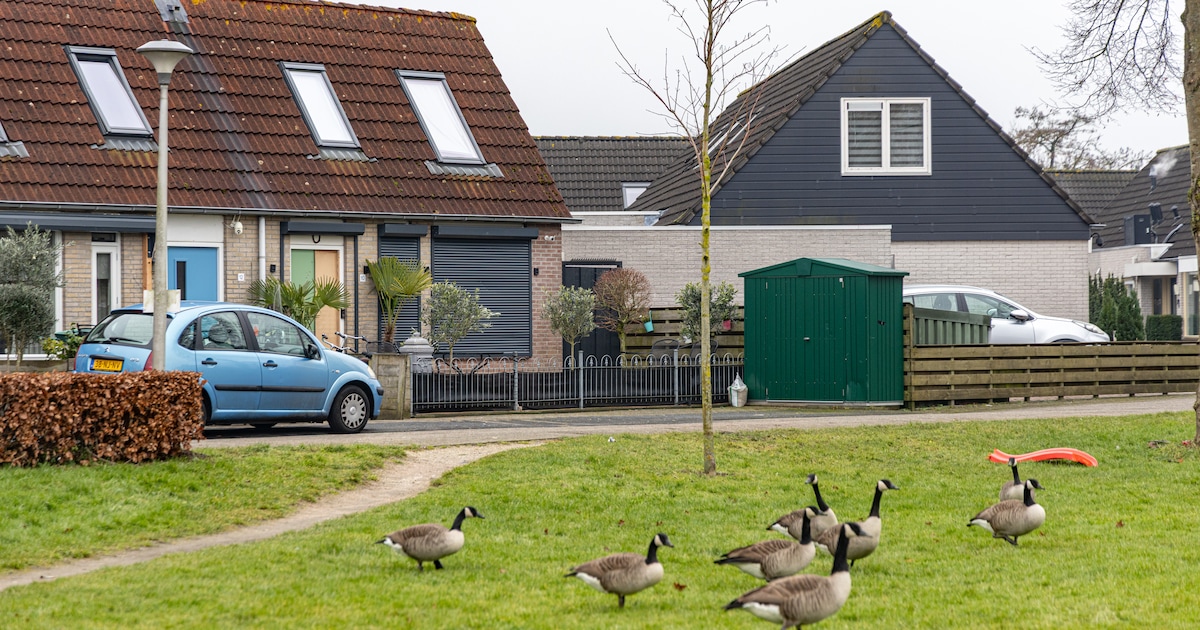 Kogels vlogen door de lucht in rustige wijk in Zwolle: ‘Stond doodsangsten uit’