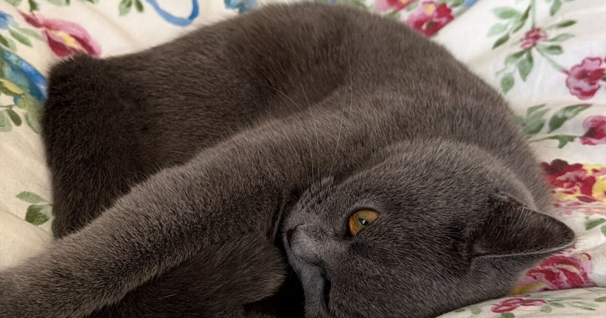 Heb jij Sheila, Pare of Rahma gezien? Deze vier huisdieren worden in Zwijndrecht vermist