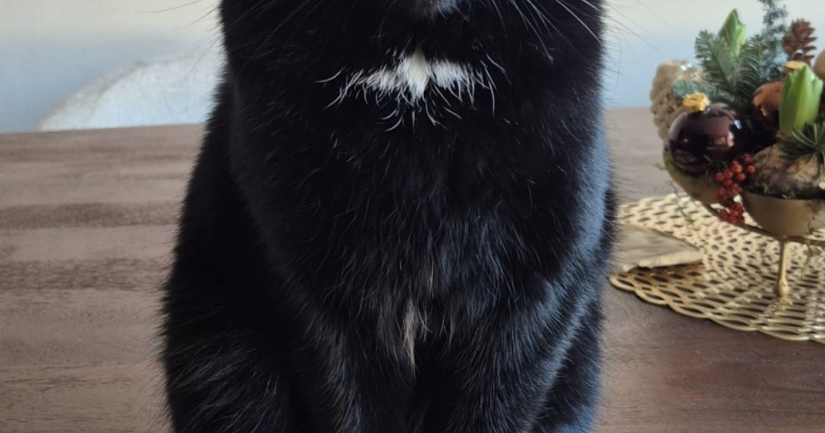 Heb jij Frenkie gezien? Dit huisdier wordt in Katwijk vermist