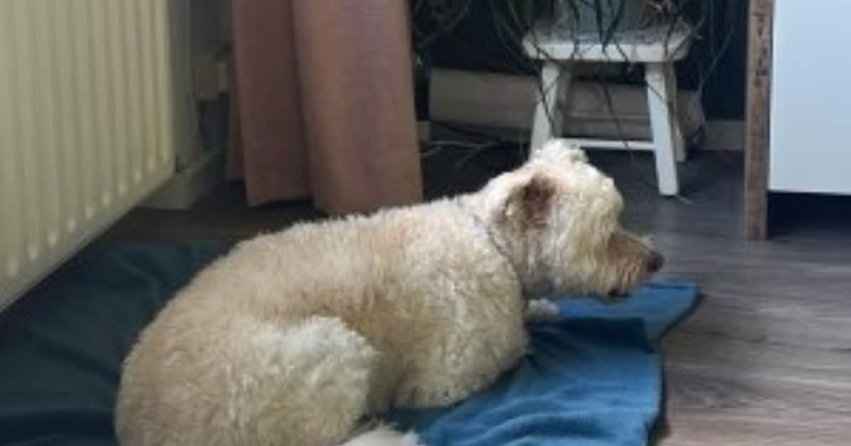 Heb jij Flodder gezien? Dit huisdier wordt in Kapelle vermist