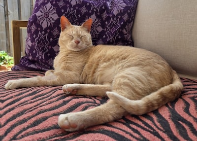 Heb jij Joep gezien? Dit huisdier wordt in Oss vermist
