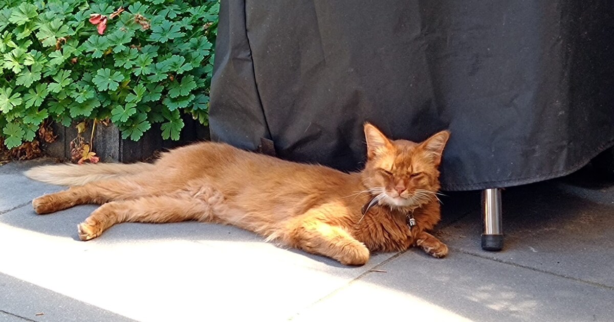 Heb jij Cas gezien? Dit huisdier wordt in Teylingen vermist