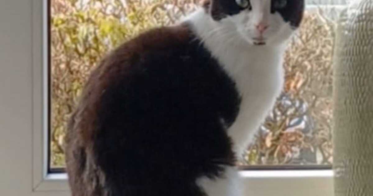 Heb jij Muts, Roony of Jacky gezien? Deze vier huisdieren worden in Veendam vermist
