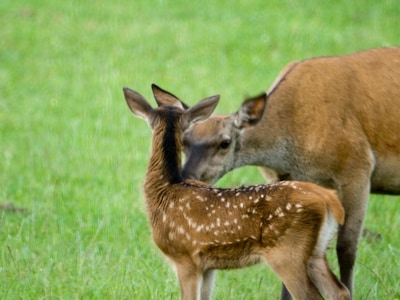 Natuurcentrum De Ginkel houdt wildkanseltochten bij Ede