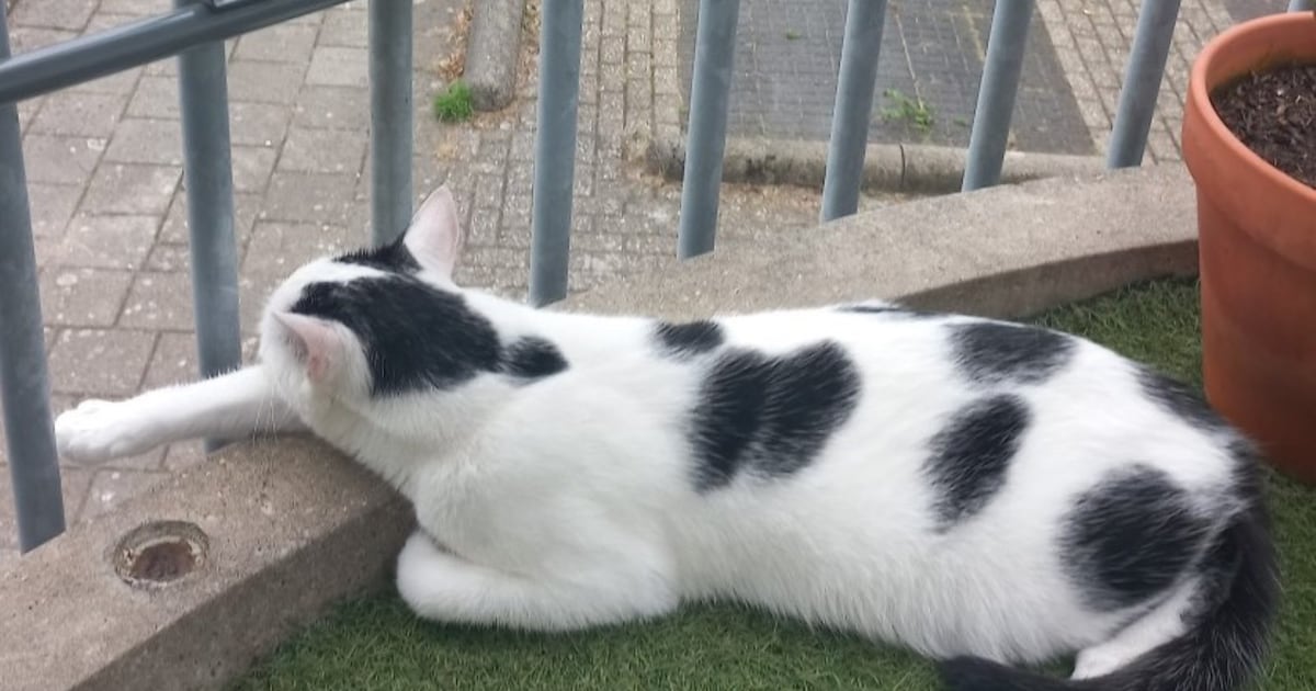 Heb jij Chili of Bowie gezien? Deze twee huisdieren worden in Noordwijk vermist